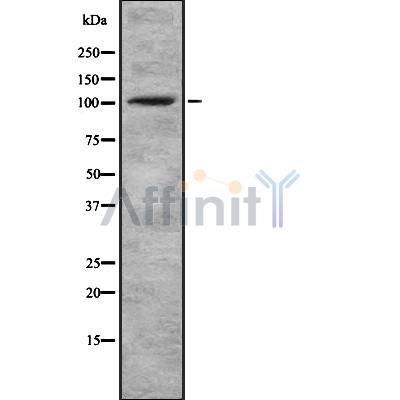 Western blot analysis of ACTN1/2/3/4 using COLO205 whole cell lysates