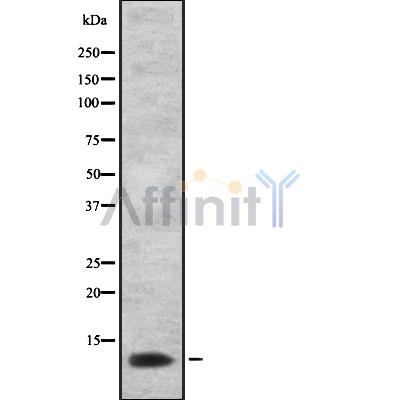 Western blot analysis of Prostate Stem Cell Antigen using LOVO whole cell lysates