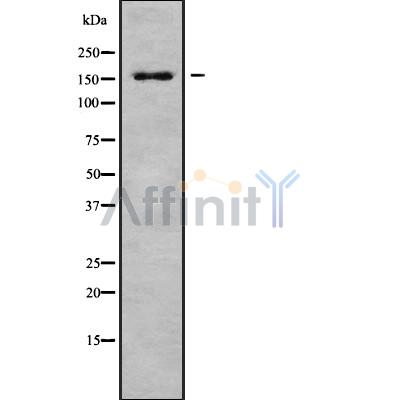 Western blot analysis of ACINU using COS7 whole cell lysates