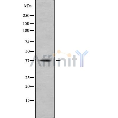 Western blot analysis of AKR1C1 using COS7 whole cell lysates