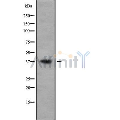 Western blot analysis of BCL2L14 using A549 whole cell lysates