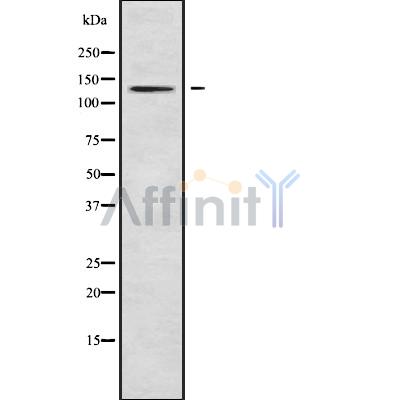 Western blot analysis of ATP2B1/2/3 using HeLa whole cell lysates