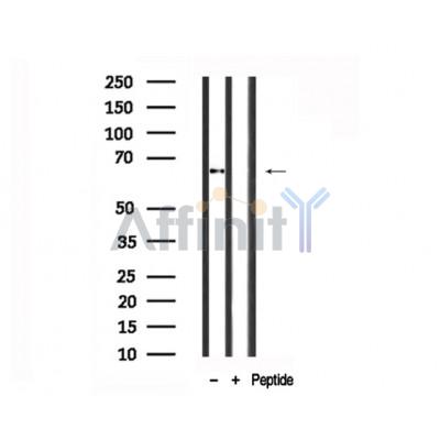 Western blot analysis of A-RAF in lysates of HeLa , using A-RAF Antibody(AF7713).