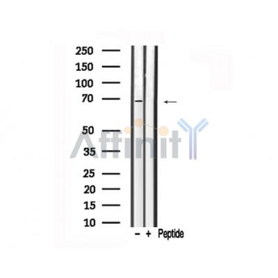 Western blot analysis of A-RAF in lysates of HeLa , using A-RAF Antibody(AF7714).