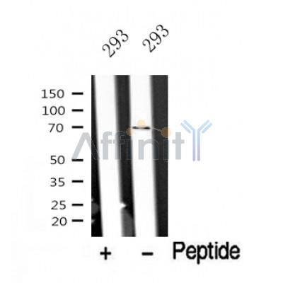 Western blot analysis of DYRK1A/B in lysates of 293?, using DYRK1A/B Antibody(DF10329).