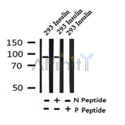 Western blot analysis of Phospho-IGF-I Receptor (Tyr1131) /Insulin Receptor (Tyr1146) in lysates of 293 Insulin, using Phospho-IGF-I Receptor (Tyr1131) /Insulin Receptor (Tyr1146) Antibody(AF4397).