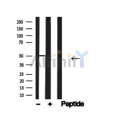 Western blot analysis of PABP2 in lysates of cos-7, using PABP2 Antibody(AF4640).