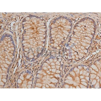 AF7010 at 1/200 staining human colon tissue sections by IHC-P. The tissue was formaldehyde fixed and a heat mediated antigen retrieval step in citrate buffer was performed.