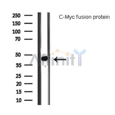 Western blot analysis of C-Myc fusion protein, using C-MYC-tag Antibody.