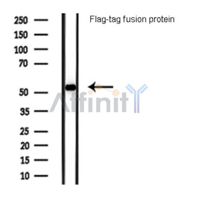 Western blot analysis of Flag-tag fusion protein, using Flag-Tag Antibody.