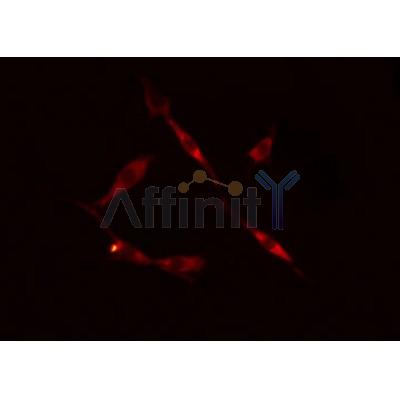 AF6245 staining 293 cells by IF/ICC.The sample were fixed with PFA and permeabilized in 0.1% Triton X-100,then blocked in 10% serum for 45 minutes at 25C.The primary antibody was diluted at 1/200 and incubated with the sample for 1 hour at 37C.