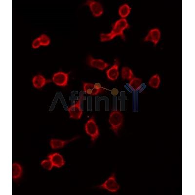 AF3153 staining HepG2 by IF/ICC.The primary antibody was diluted at 1/200 and incubated with the sample for 1 hour at 37C. An Alexa Fluor 594 conjugated goat anti-rabbit IgG (H+L) Ab, diluted at 1/600, was used as the secondary antibod