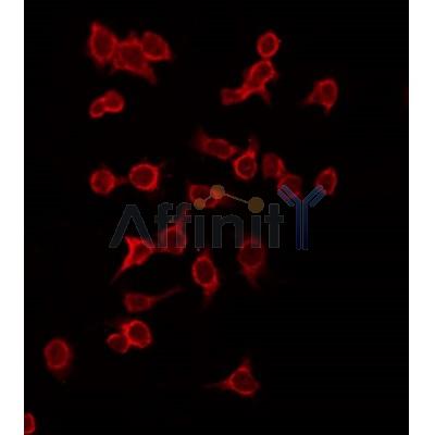 AF6153 staining HepG2 by IF/ICC.The primary antibody was diluted at 1/200 and incubated with the sample for 1 hour at 37C. An Alexa Fluor 594 conjugated goat anti-rabbit IgG (H+L) Ab, diluted at 1/600, was used as the secondary antibod