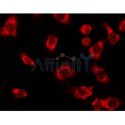 DF3491 staining HepG2 by IF/ICC. The primary antibody was diluted at 1/200 and incubated with the sample for 1 hour at 37C.