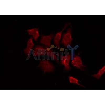 AF0547 staining HuvEc by IF/ICC.The sample were fixed with PFA and permeabilized in 0.1% Triton X-100,then blocked in 10% serum for 45 minutes at 25C.The primary antibody was diluted at 1/200 and incubated with the sample for 1 hour at 37C.