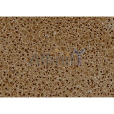 DF2903 at 1/100 staining Rat liver tissue by IHC-P. The sample was formaldehyde fixed and a heat mediated antigen retrieval step in citrate buffer was performed. The sample was then blocked and incubated with the antibody for 1.5 hours at 22C. 