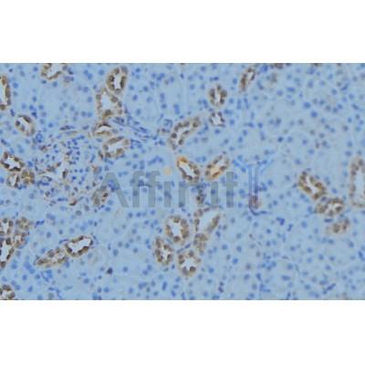DF9184 at 1/100 staining Mouse kidney tissue by IHC-P. The sample was formaldehyde fixed and a heat mediated antigen retrieval step in citrate buffer was performed. The sample was then blocked and incubated with the antibody for 1.5 hours at 22C. 