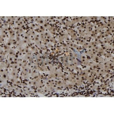 AF7453 at 1/100 staining human liver tissue sections by IHC-P.The tissue was formaldehyde fixed and a heat mediated antigen retrieval step in citrate buffer was performed.The tissue was then blocked and incubated with the antibody for 1.5 hours at 22C.