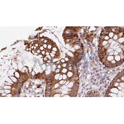 DF12014 at 1/100 staining Mouse colon tissue by IHC-P. The sample was formaldehyde fixed and a heat mediated antigen retrieval step in citrate buffer was performed. The sample was then blocked and incubated with the antibody for 1.5 hours at 22C. 