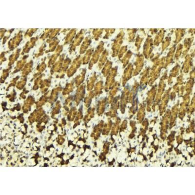 AF6037 at 1/100 staining Human gastric tissue by IHC-P.The sample was formaldehyde fixed and a heat mediated antigen retrieval step in citrate buffer was performed.The sample was then blocked and incubated with the antibody for 1.5 hours at 22C.