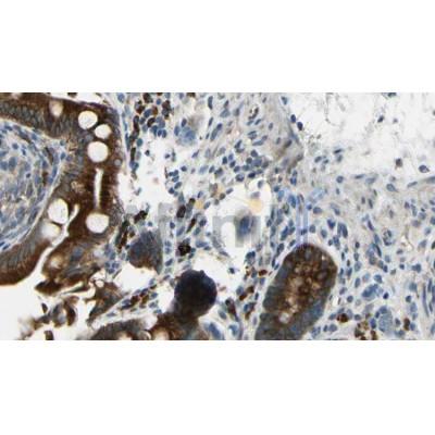AF6207 at 1/100 staining Mouse intestine tissue by IHC-P.The sample was formaldehyde fixed and a heat mediated antigen retrieval step in citrate buffer was performed.The sample was then blocked and incubated with the antibody for 1.5 hours at 22C.