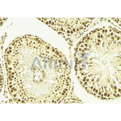 AF6212 at 1/100 staining Mouse testis tissue by IHC-P.The sample was formaldehyde fixed and a heat mediated antigen retrieval step in citrate buffer was performed.The sample was then blocked and incubated with the antibody for 1.5 hours at 22C.