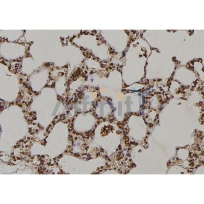 AF6282 at 1/100 staining Rat lung tissue by IHC-P. The sample was formaldehyde fixed and a heat mediated antigen retrieval step in citrate buffer was performed. The sample was then blocked and incubated with the antibody for 1.5 hours at 22C. 