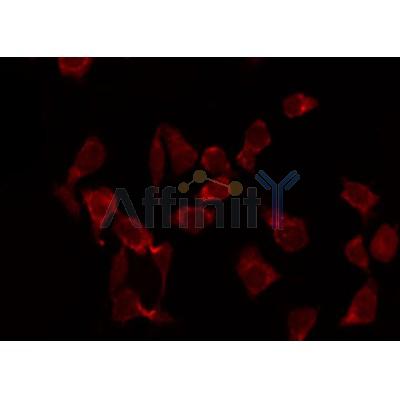 AF1032 staining Hela by IF/ICC.The sample were fixed with PFA and permeabilized in 0.1% Triton X-100,then blocked in 10% serum for 45 minutes at 25C.The primary antibody was diluted at 1/200 and incubated with the sample for 1 hour at 37C.