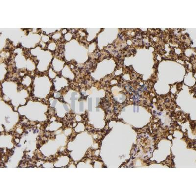 DF3260 at 1/100 staining Mouse lung tissue by IHC-P. The sample was formaldehyde fixed and a heat mediated antigen retrieval step in citrate buffer was performed. The sample was then blocked and incubated with the antibody for 1.5 hours at 22C. 