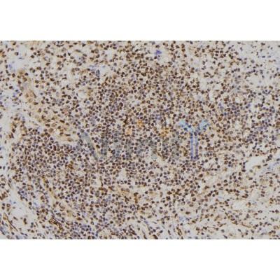 AF5354 at 1/100 staining Human spleen tissue by IHC-P. The sample was formaldehyde fixed and a heat mediated antigen retrieval step in citrate buffer was performed. The sample was then blocked and incubated with the antibody for 1.5 hours at 22C. 