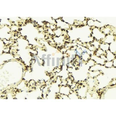 AF5361 at 1/100 staining Mouse lung tissue by IHC-P.The sample was formaldehyde fixed and a heat mediated antigen retrieval step in citrate buffer was performed.The sample was then blocked and incubated with the antibody for 1.5 hours at 22C.
