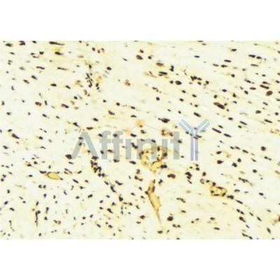 DF6169 at 1/100 staining Mouse liver tissue by IHC-P. The sample was formaldehyde fixed and a heat mediated antigen retrieval step in citrate buffer was performed. The sample was then blocked and incubated with the antibody for 1.5 hours at 22C. 