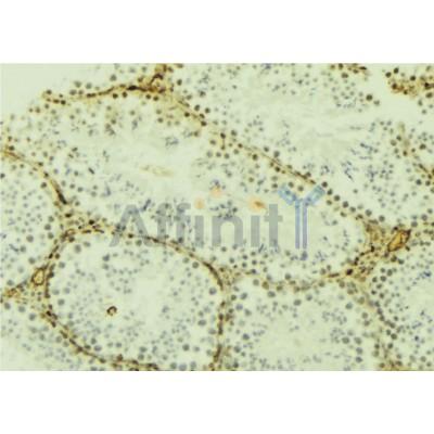 DF6928 at 1/100 staining Mouse testis tissue by IHC-P. The sample was formaldehyde fixed and a heat mediated antigen retrieval step in citrate buffer was performed. The sample was then blocked and incubated with the antibody for 1.5 hours at 22C. 