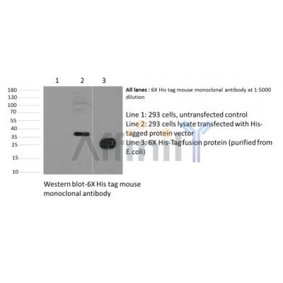 Western blot analysis of His-Tag Mouse Monoclonal Antibody expression in 6*His-tag fusion protein sample