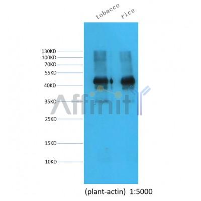 Western blot analysis of extracts from various samples, using Plant actin mouse monoclonal antibody.