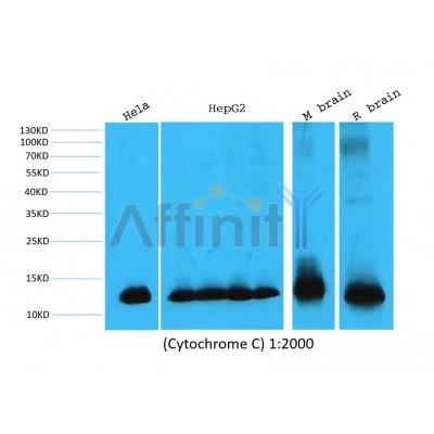 Western blot analysis of extracts from various samples, using Cytochrome C mouse monoclonal antibody.