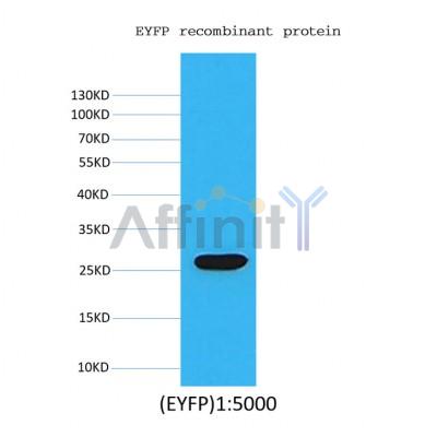 Western blot analysis of EYFP recombinant protein ,using EYFP mouse monoclonal antibody.