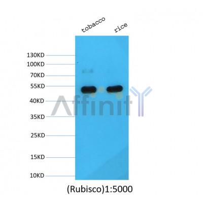 Western blot analysis of extracts of various tissue ,using Rubisco mouse monoclonal antibody.