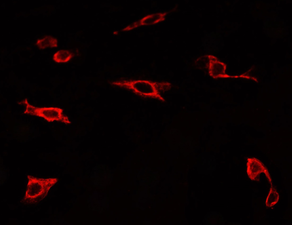 TLR4 Ab staining U-2 OS cells by IF/ICC.The secondary antibody (red) was Alexa Fluor? 594 goat anti-rabbit IgG (H+L)(#S0006 ).