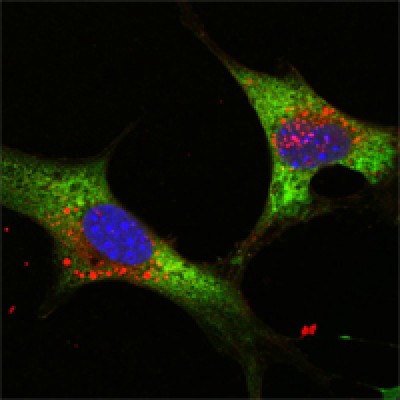 Confocal immunofluorescence analysis of NTERA-2 cells using LIN28 mouse mAb (green). Blue: DRAQ5 fluorescent DNA dye.Green: Goat Anti-Mouse IgG(H+L) FITC �conjugated