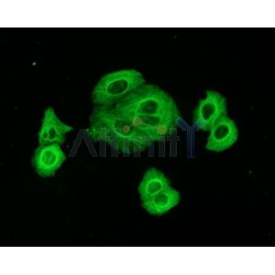 immunofluorescence analysis of Hela cells using tubulin mouse mAb. Green: Goat Anti-Mouse IgG(H+L) Alexa Fluor488 �conjugated