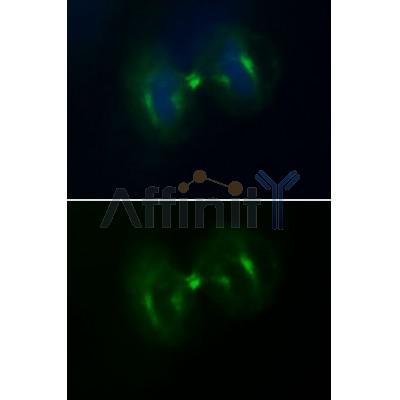 Immunofluoresence analysis of HepG2 cells during mitosis. Green: Goat Anti-Rabbit IgG(H+L) Alexa Fluor488(S0018). Blue: DAPI.