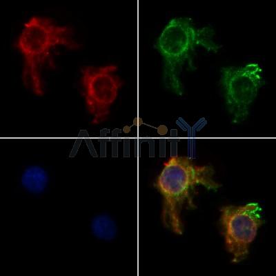 AF5332 staining HepG2 by IF/ICC.