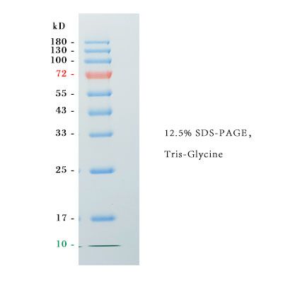 Affinity Prestained Protein Ladder (10-180KD)