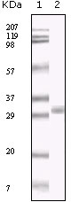 KSHV ORF26 Antibody - Figure 1: Western blot analysis using KSHV ORF26 mouse mAb against TPA induced BCBL-1 cell lysate.