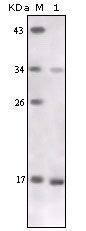 TNF-alpha Antibody - Figure 1: Western blot analysis using TNF-alpha mouse mAb against TNF-alpha recombinant protein.