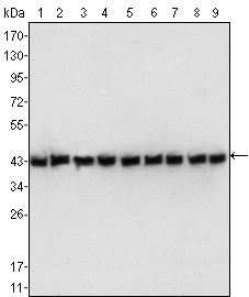 beta-Actin Antibody - Figure 1: Western blot analysis using beta-Actin mouse mAb against NIH/3T3 (1), Jurkat (2), Hela (3), CHO (4), PC12 (5), HEK293 (6), COS (7), A549 (8) and MCF-7 (9) cell lysate.
