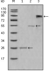 Myeloperoxidase Antibody - Figure 1: Western blot analysis using MPO mouse mAb against truncated Trx-MPO recombinant protein (1),truncated MBP-MPO (aa1-193) recombinant protein (2) and truncated MPO(aa165-745)-hIgGFc transfected CHO-K1 cell lysate(3).