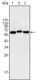 NF-kB p65 Antibody - Figure 1: Western blot analysis using NF-κB p65 mouse mAb against Jurkat (1), K562 (2) and NIH/3T3 (3) cell lysate.