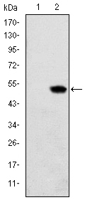RBP4 Antibody - Figure 1: Western blot analysis using RBP4 mAb against HEK293 (1) and RBP4(AA: 1-201)-hIgGFc transfected HEK293 (2) cell lysate.